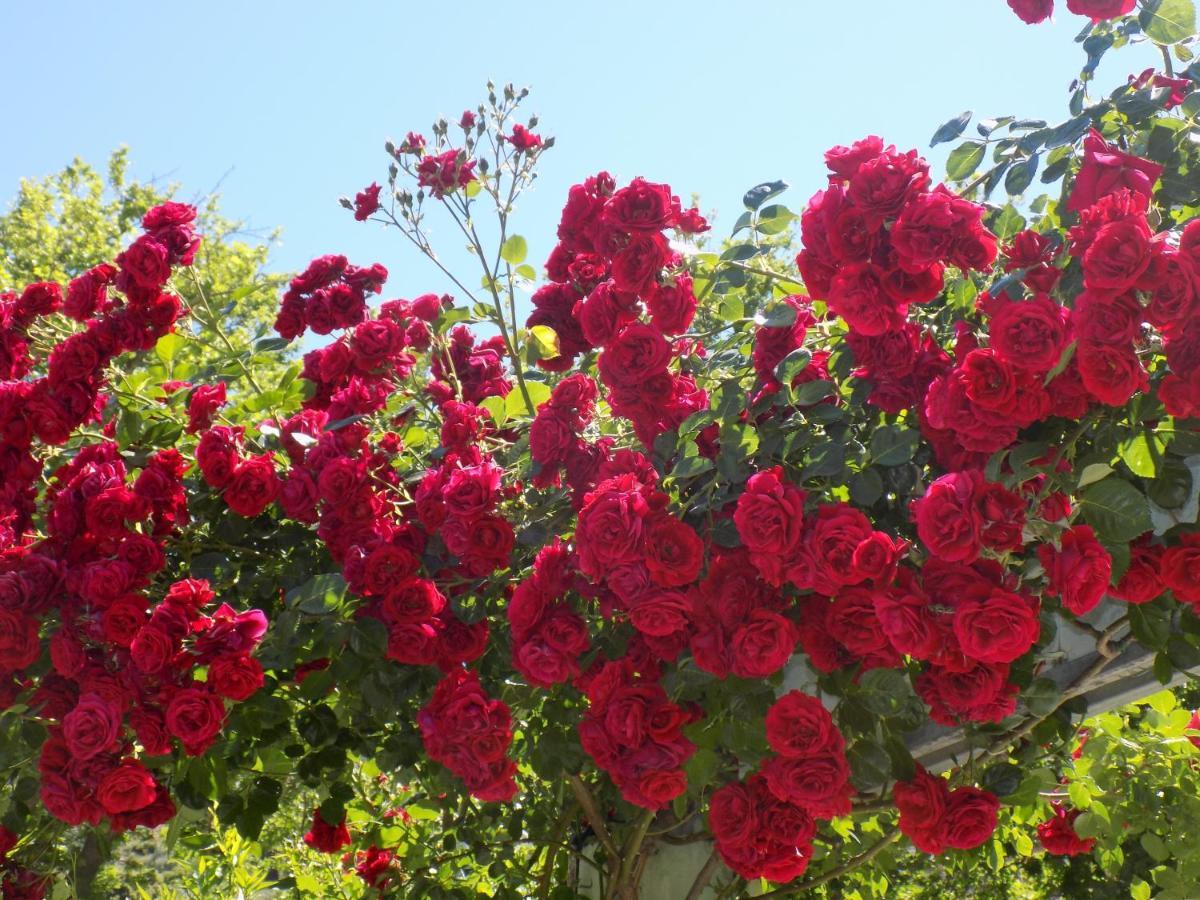 Des Roses Hotel Платаньяс Экстерьер фото
