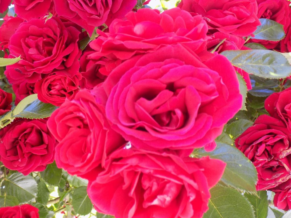Des Roses Hotel Платаньяс Экстерьер фото